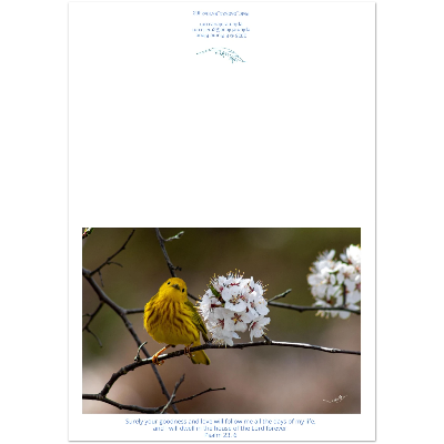 Carte-Paruline-jaune-Psm-23-6-montage