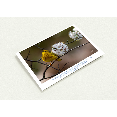 Carte-Paruline-jaune-Psm-23-6-profil