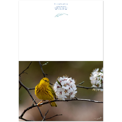 Carte-Paruline-jaune-montage