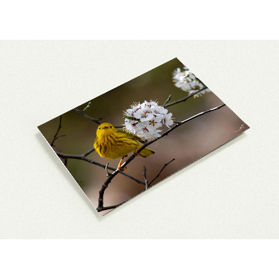 Carte-Paruline-jaune-profil