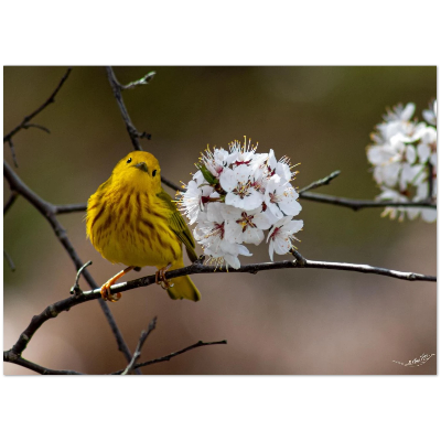 Carte-Paruline-jaune