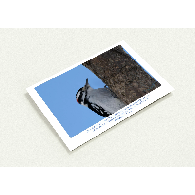 Carte-Pic-Ps-121-1-2-profil