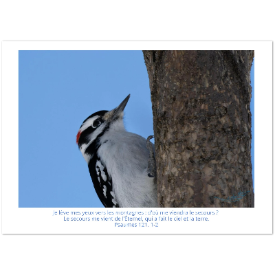 Carte-Pic-Ps-121-1-2