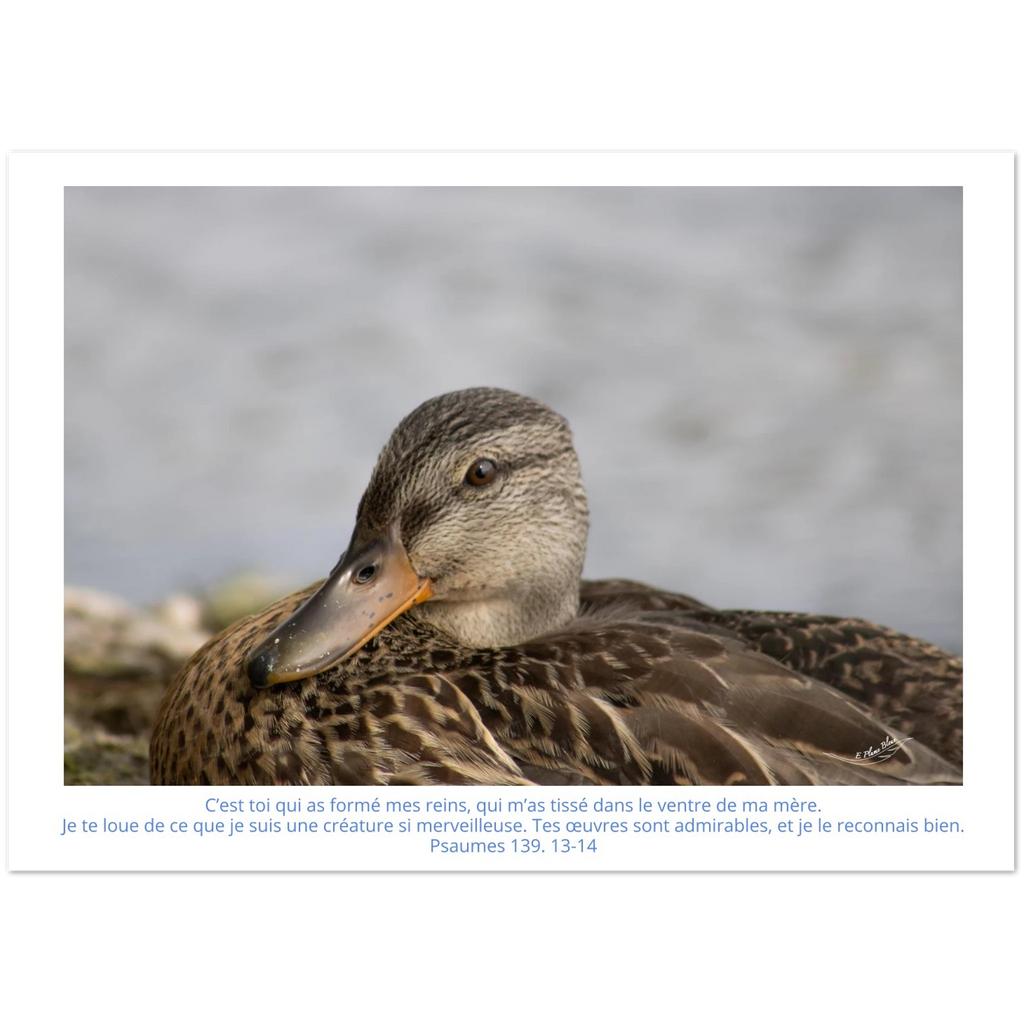 Carte-Psaumes-139-13-14-Colvert