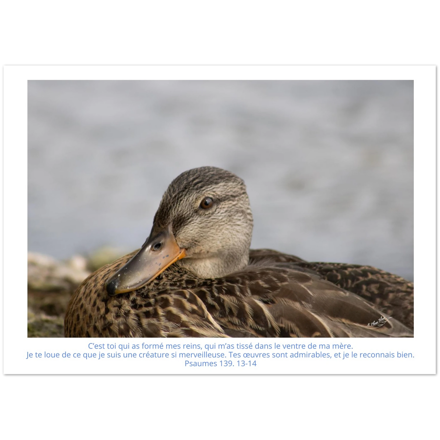 Carte-Psaumes-139-13-14-Colvert