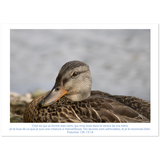 Carte-Psaumes-139-13-14-Colvert