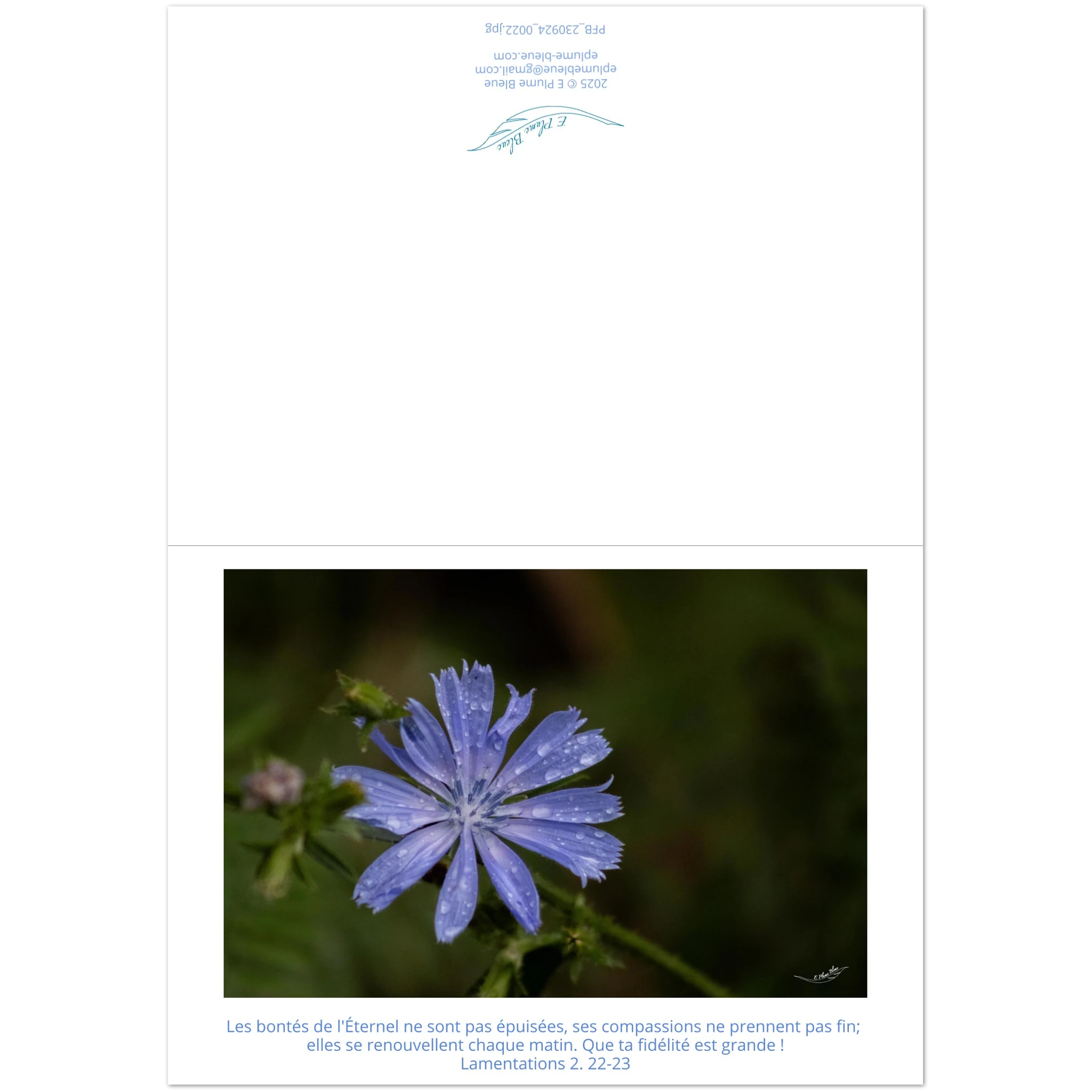Carte-fleur-Chicoree-sauvage-Lam-2-22-23-montage