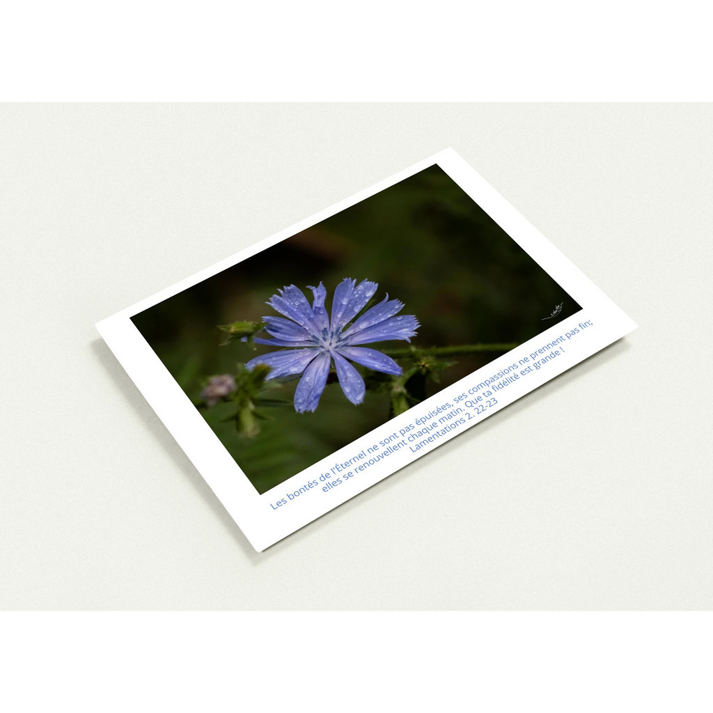 Carte-fleur-Chicoree-sauvage-Lam-2-22-23-profil