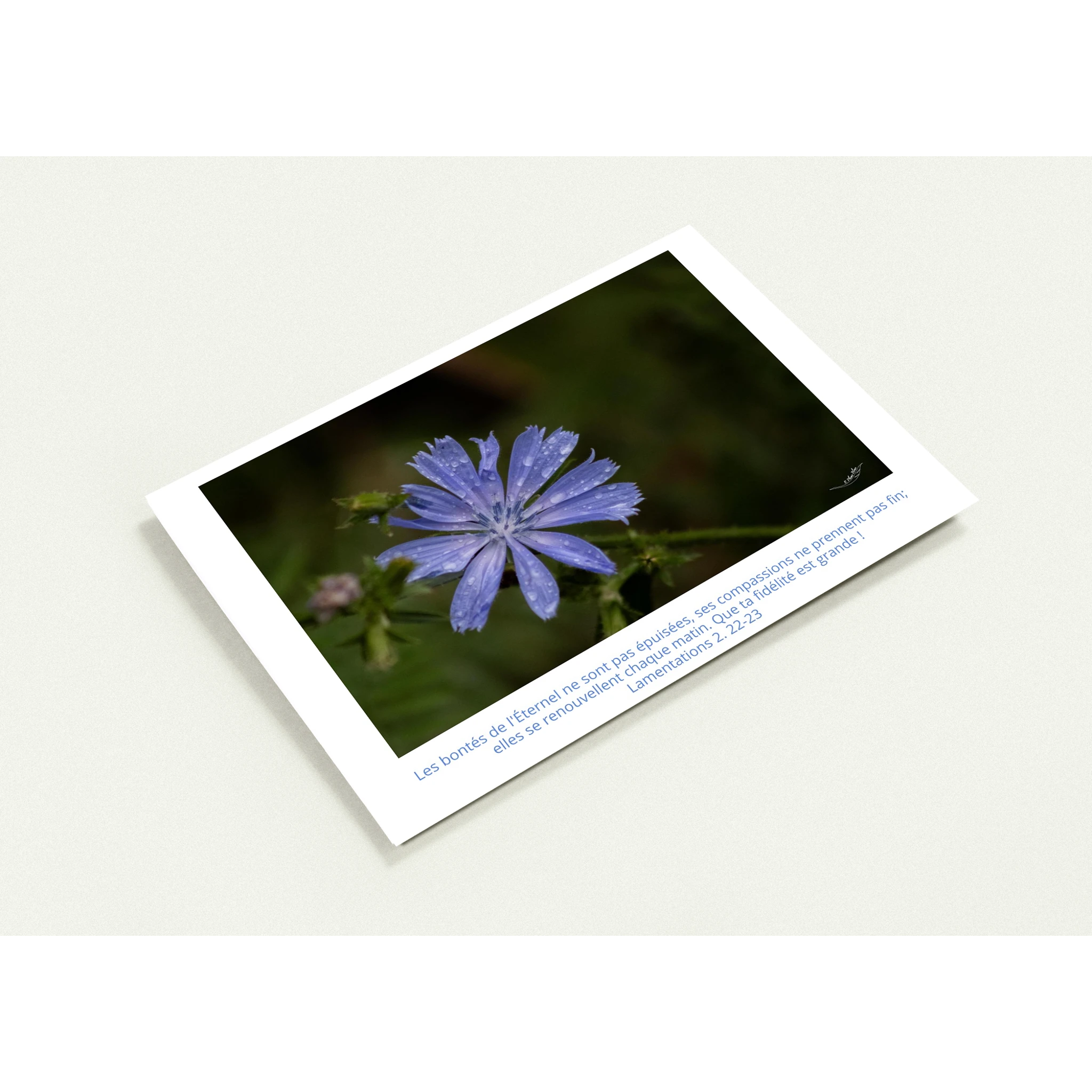 Carte-fleur-Chicoree-sauvage-Lam-2-22-23-profil