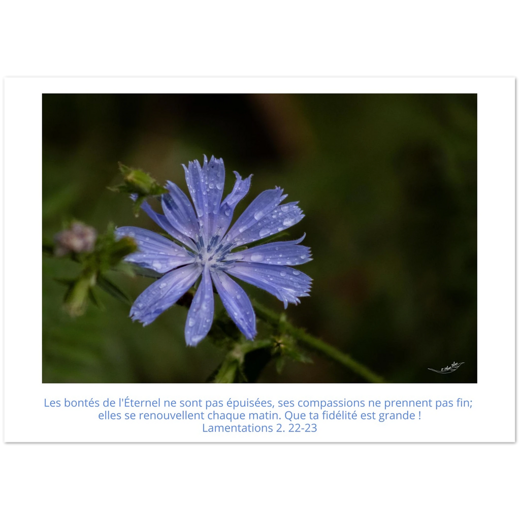 Carte-fleur-Chicoree-sauvage-Lam-2-22-23