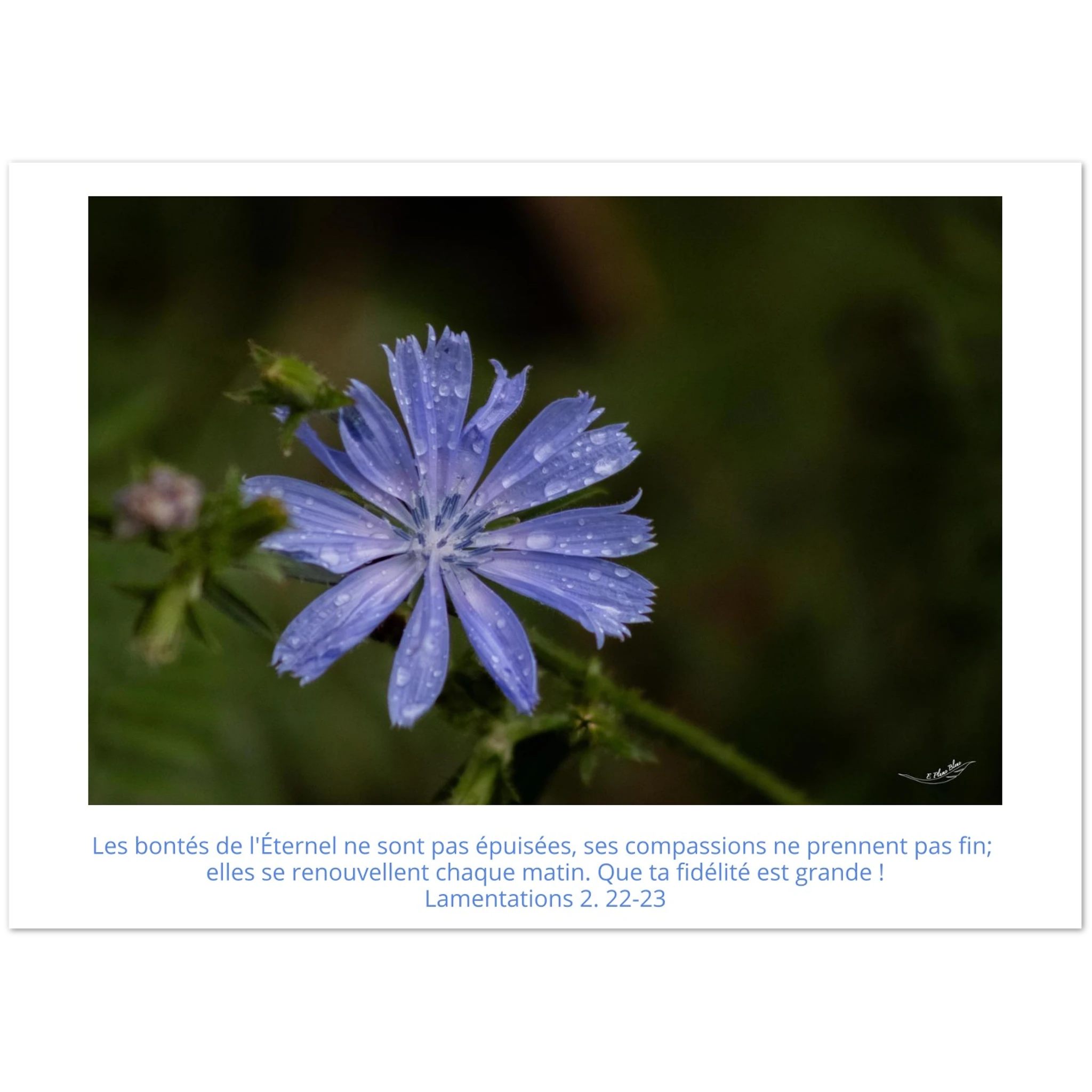 Carte-fleur-Chicoree-sauvage-Lam-2-22-23