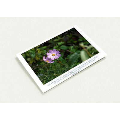 Carte-fleur-Sangha-Phil-4-6-profil