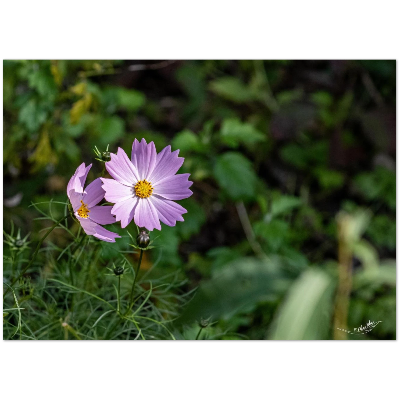 Carte-fleur-Sangha