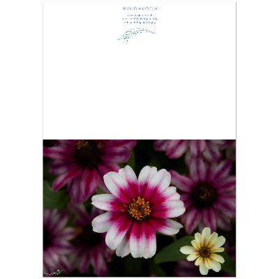 Carte-fleur-blanche-et-rose-montage