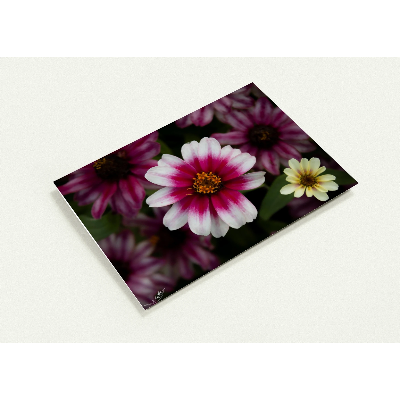 Carte-fleur-blanche-et-rose-profil