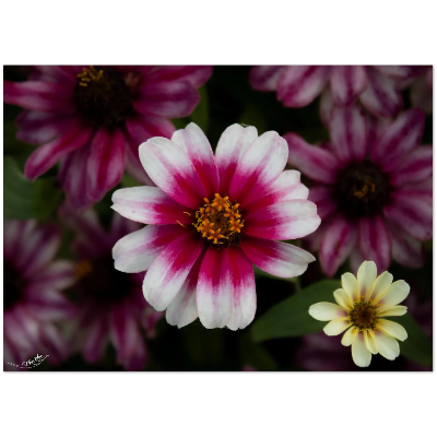 Carte-fleur-blanche-et-rose
