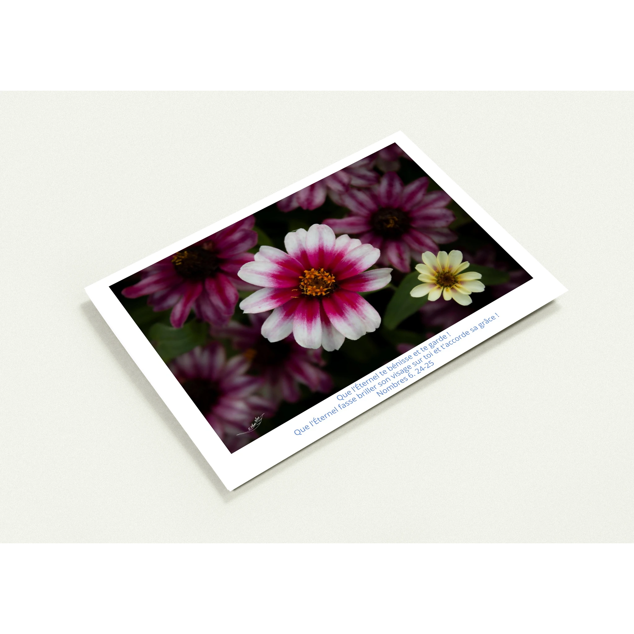 Carte-fleur-rose-et-blanche-Nb-6-24-25-profil