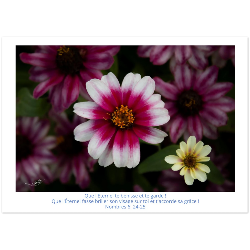 Carte-fleur-rose-et-blanche-Nb-6-24-25