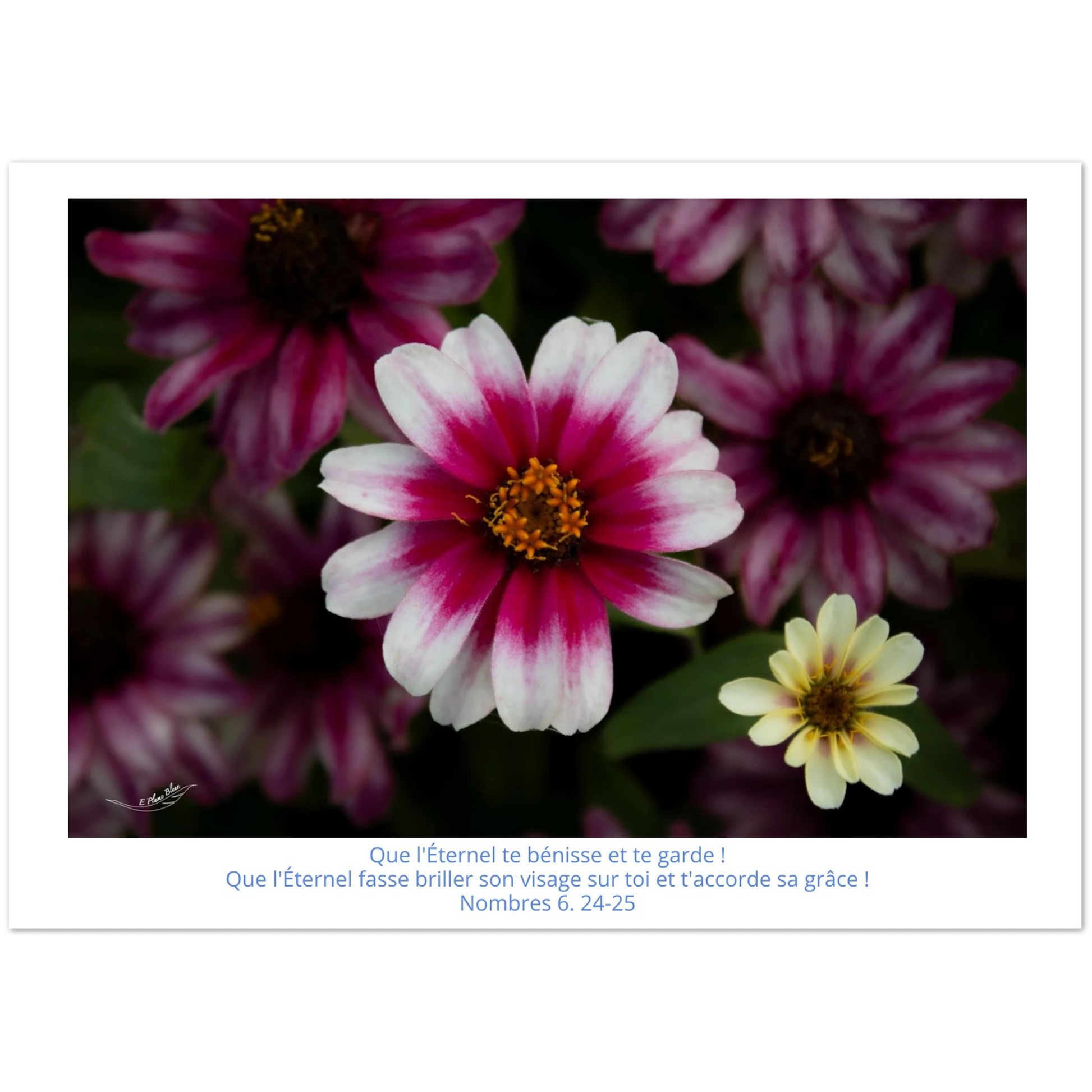 Carte-fleur-rose-et-blanche-Nb-6-24-25