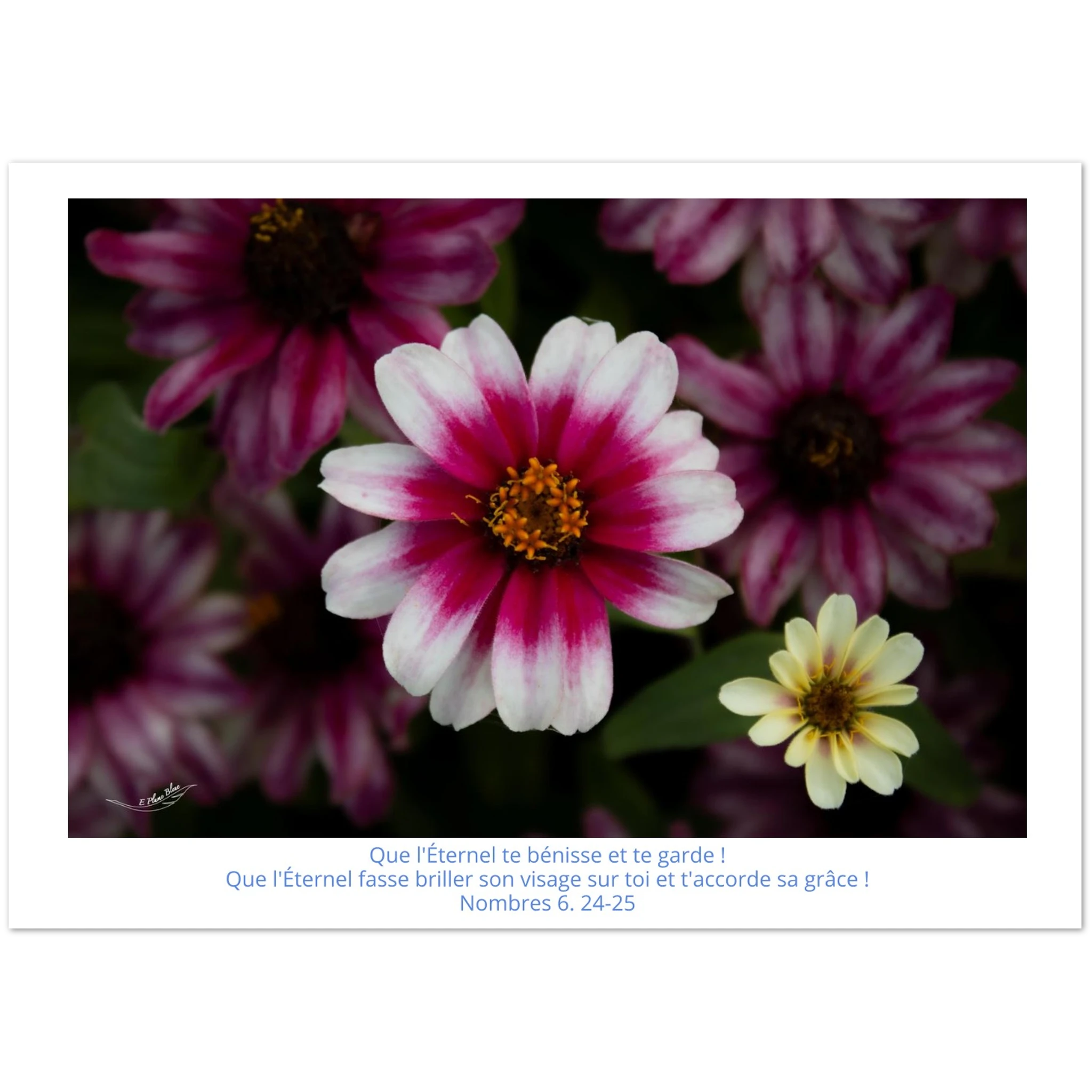 Carte-fleur-rose-et-blanche-Nb-6-24-25