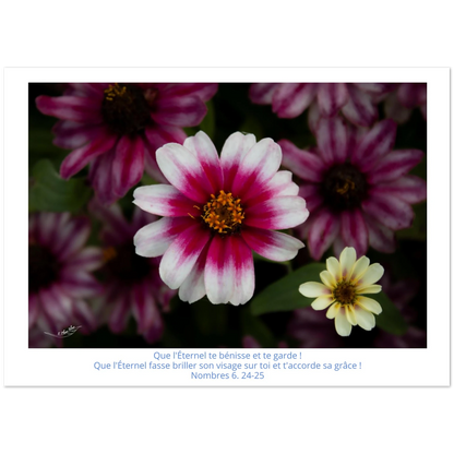 Carte-fleur-rose-et-blanche-Nb-6-24-25