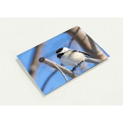 Carte-mesange-a-tete-noir-profil