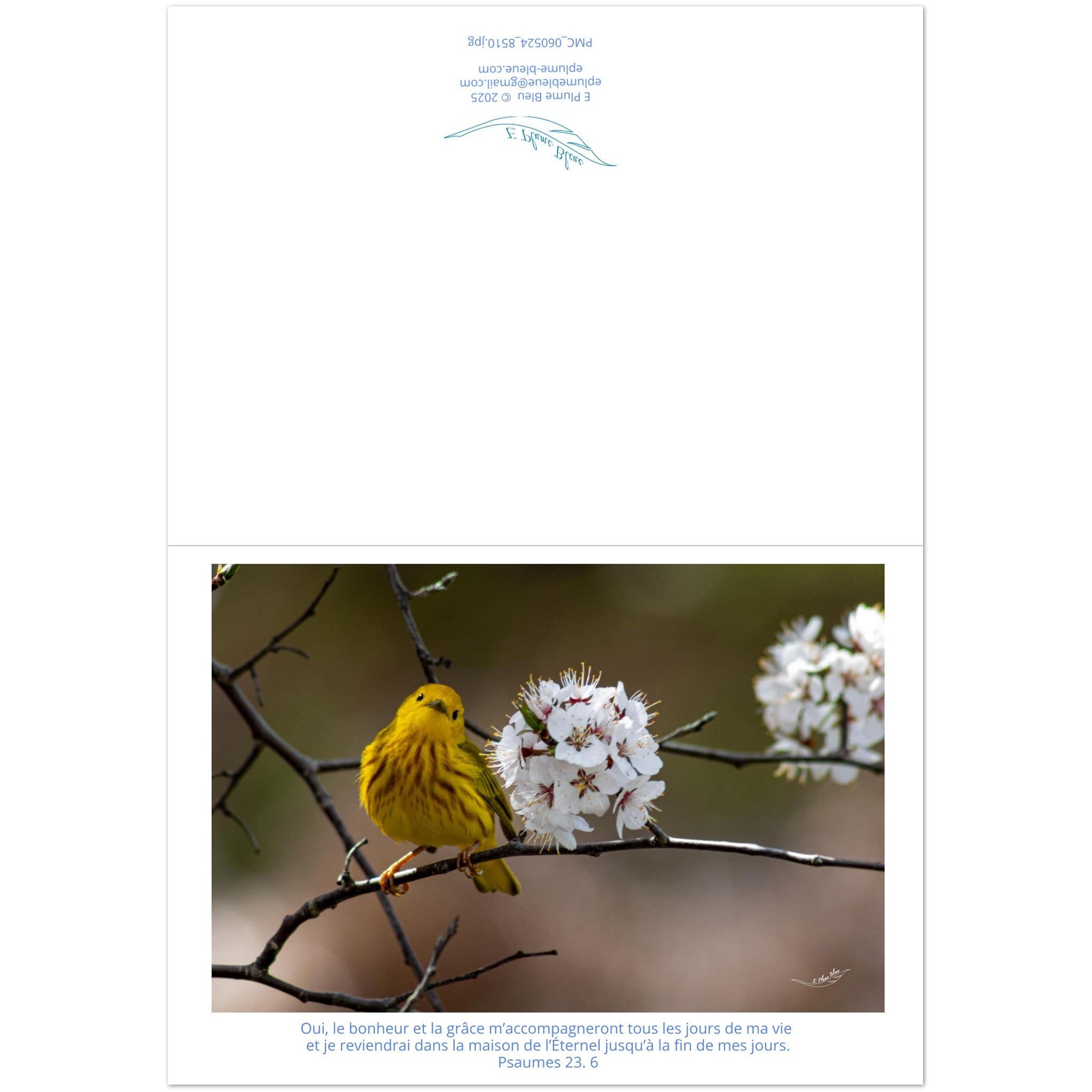 Carte-paruline-jaune-Ps-23-6-montage