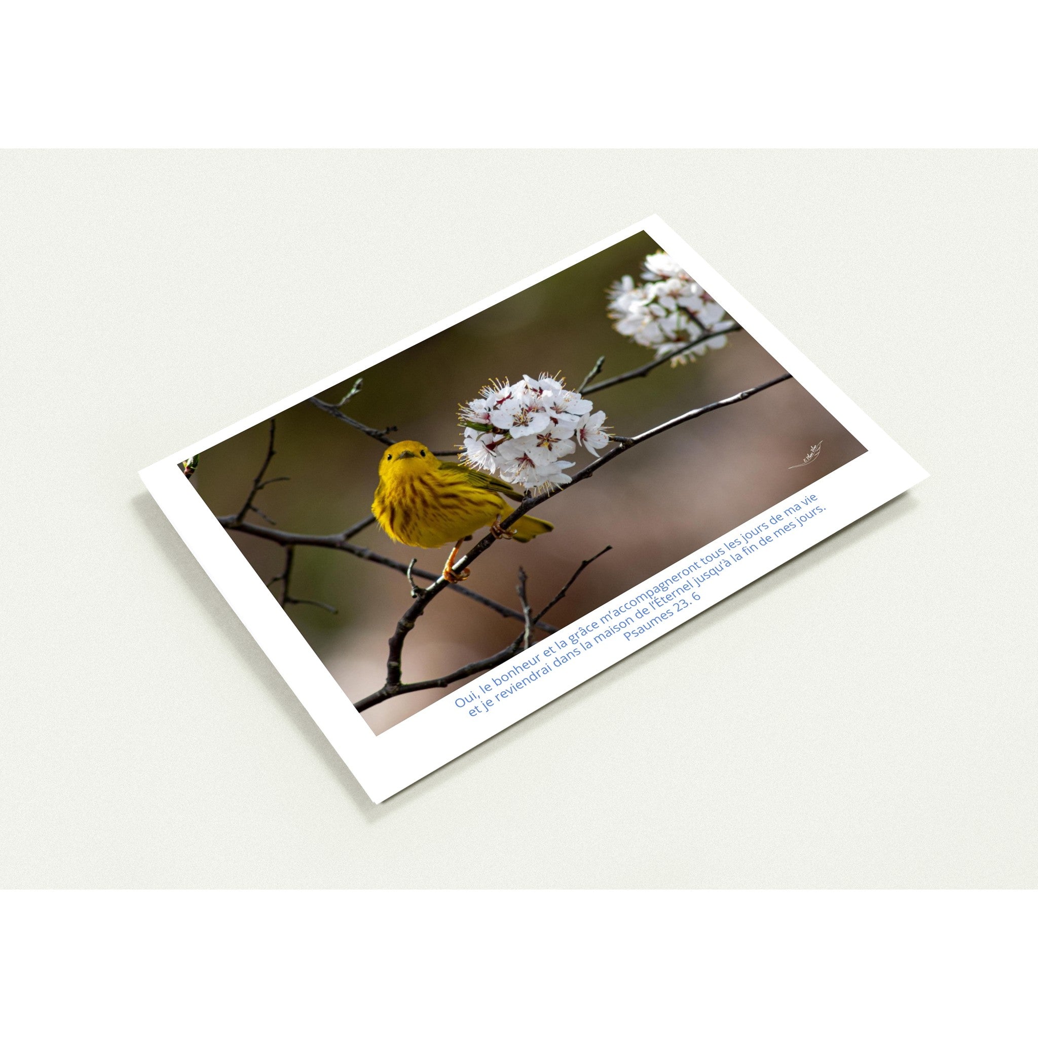 Carte-paruline-jaune-Ps-23-6p-profil