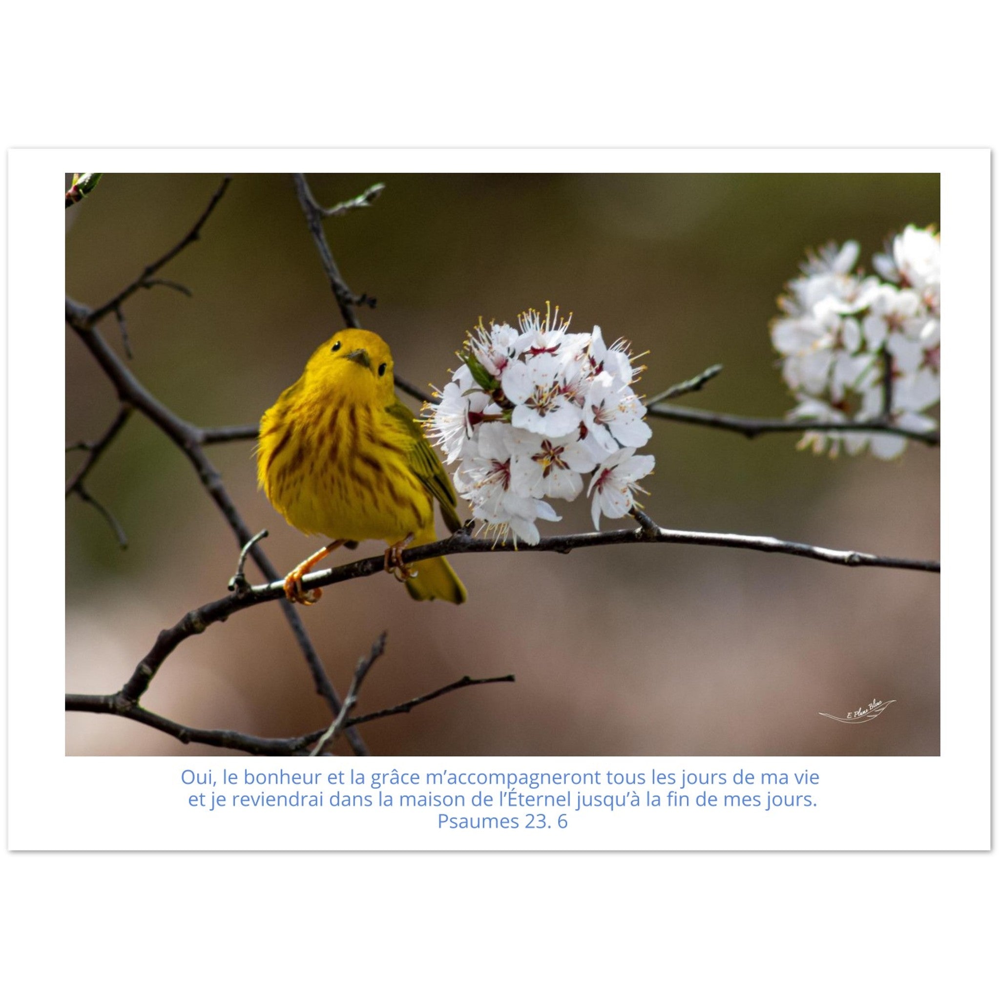 Carte-paruline-jaune-Ps-23-6