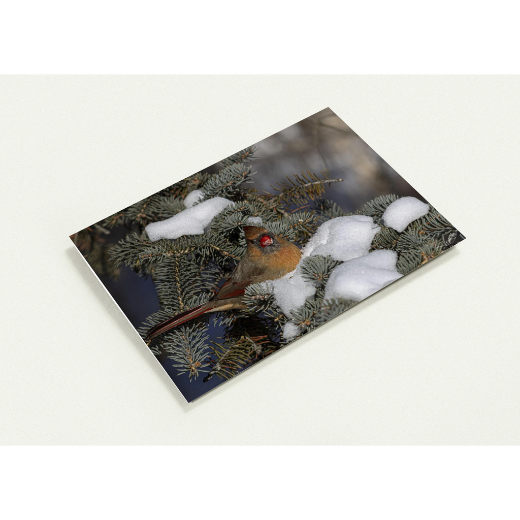 Devant-carte-Cardinal-femelle