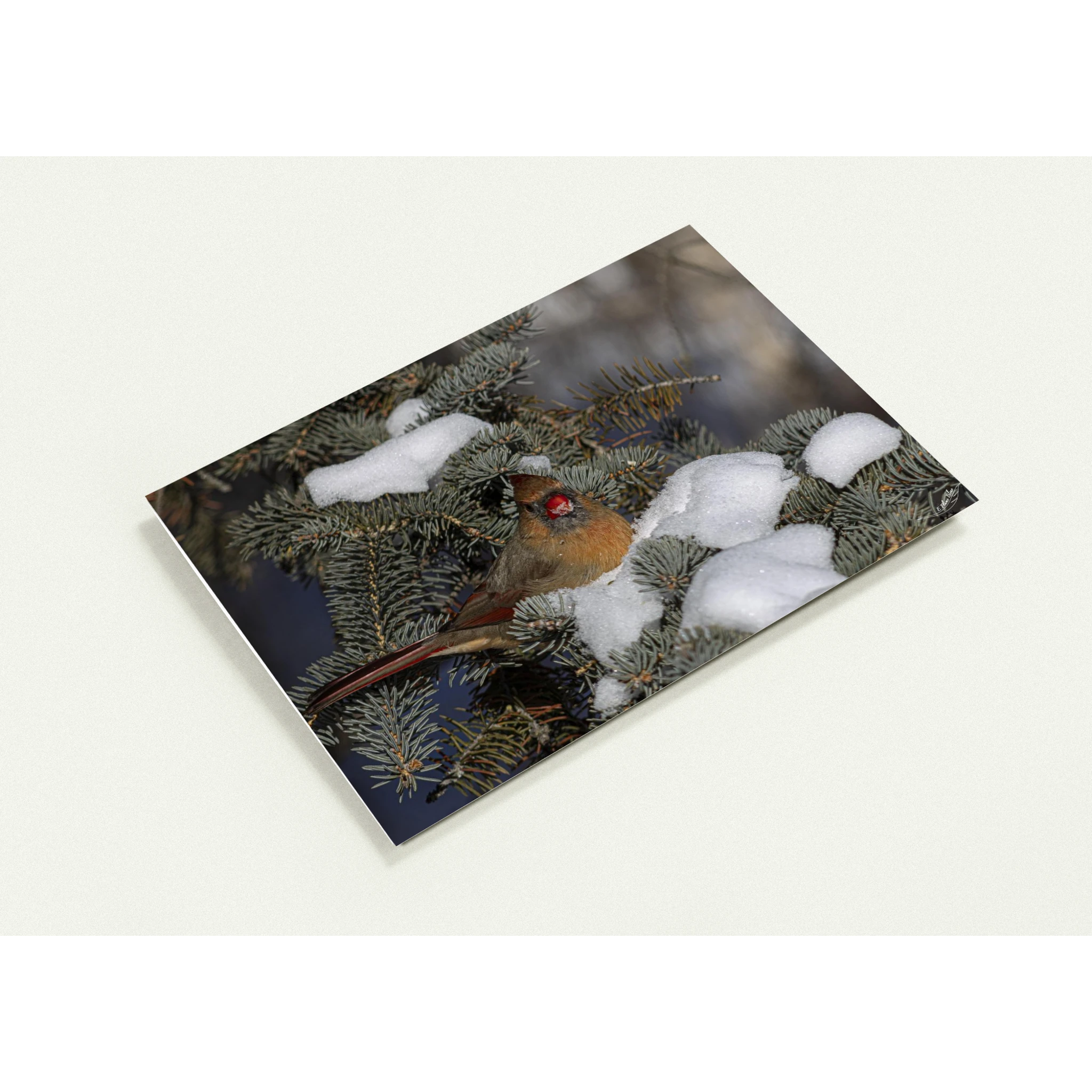 Devant-carte-Cardinal-femelle