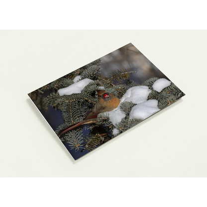 Devant-carte-Cardinal-femelle