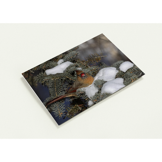 Devant-carte-Cardinal-femelle