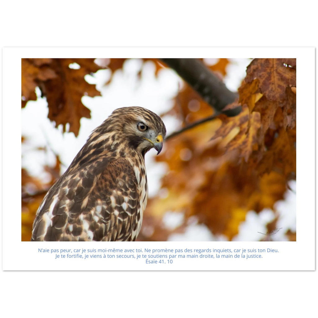 Devant-carte-profil-buse-Esaie-41-10