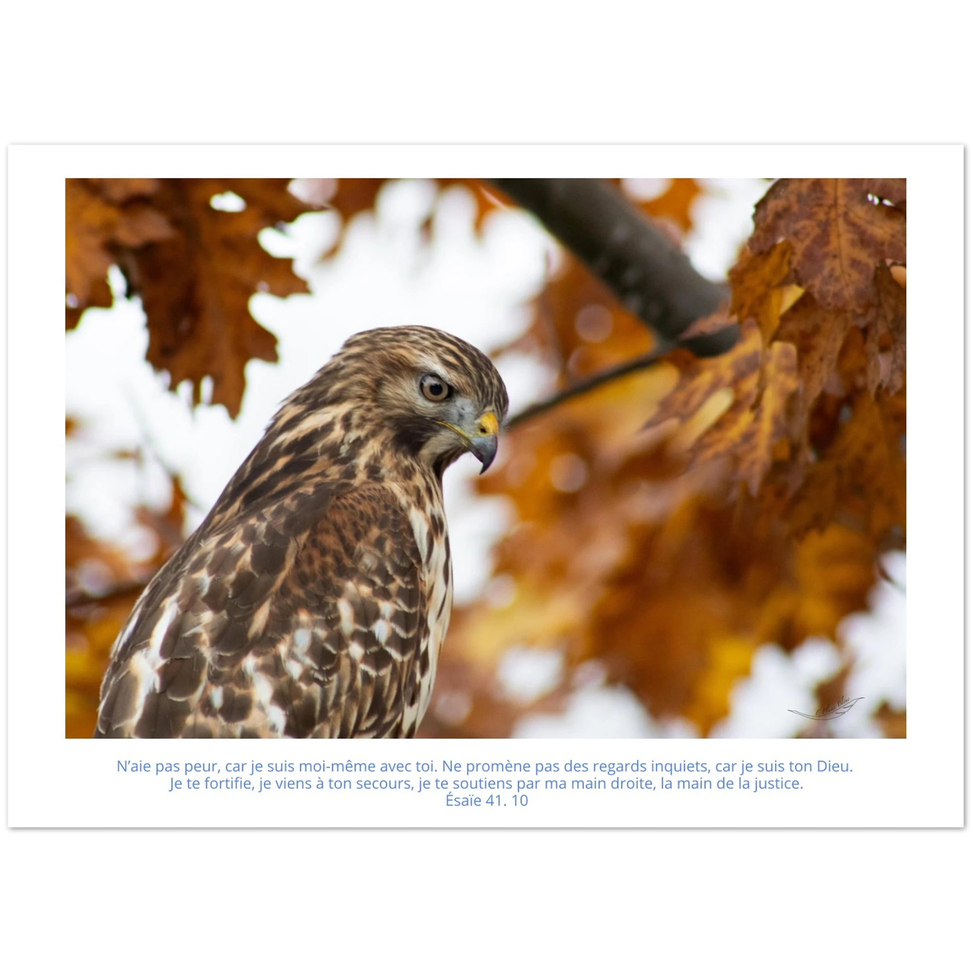 Devant-carte-profil-buse-Esaie-41-10