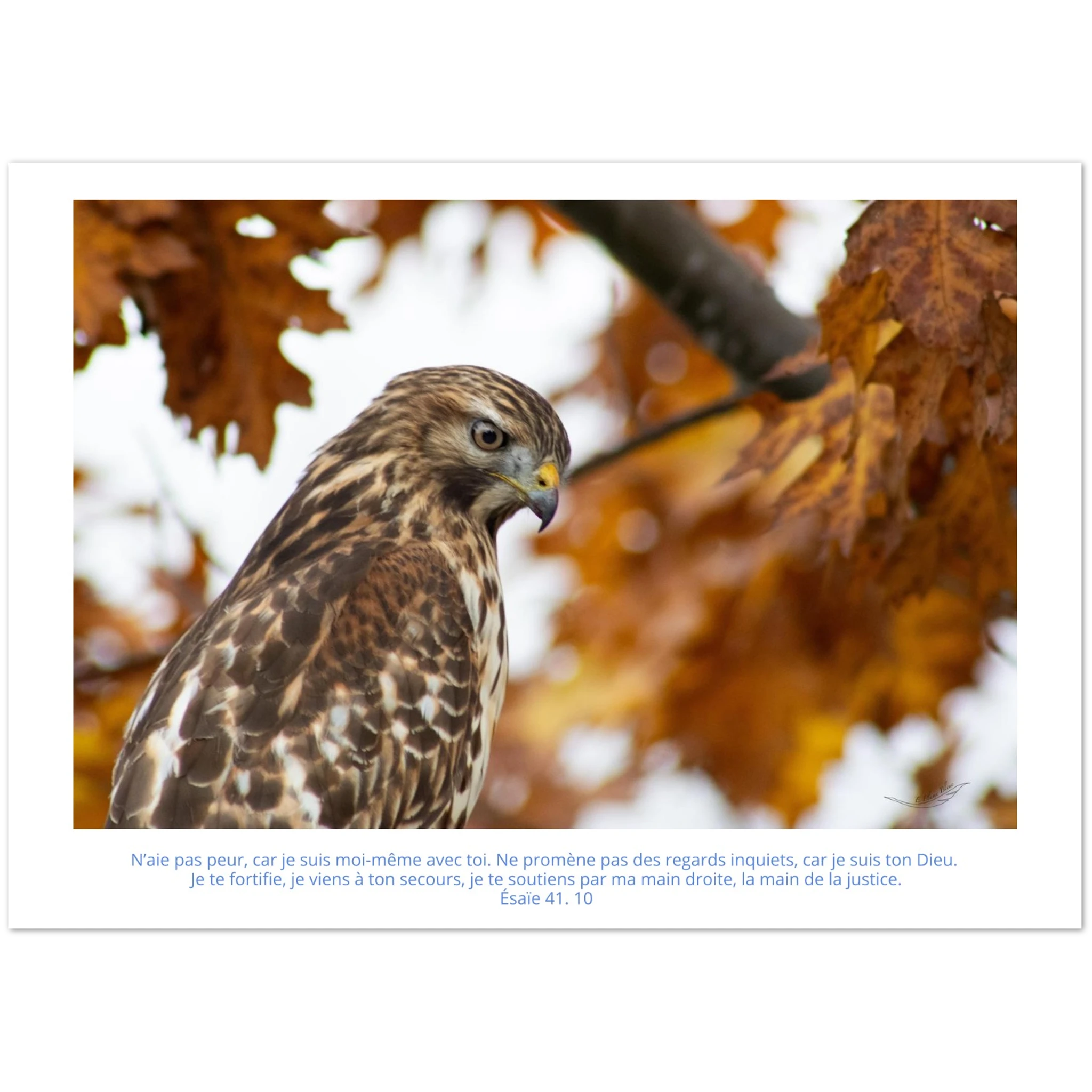 Devant-carte-profil-buse-Esaie-41-10