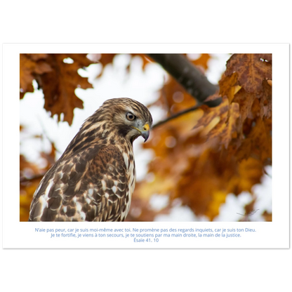 Devant-carte-profil-buse-Esaie-41-10