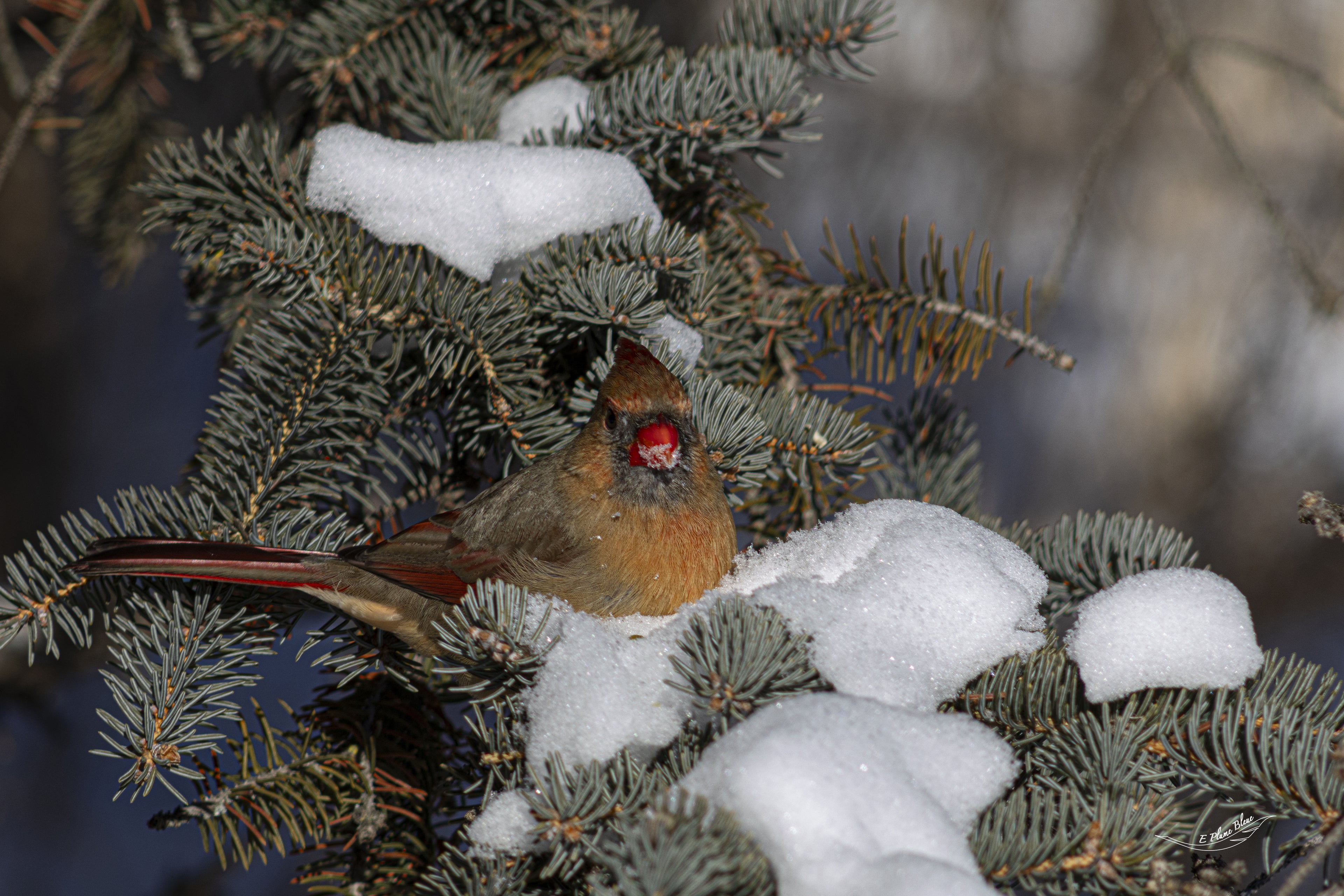Cardinal femelle dans la neige