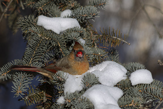 Cardinal femelle dans la neige