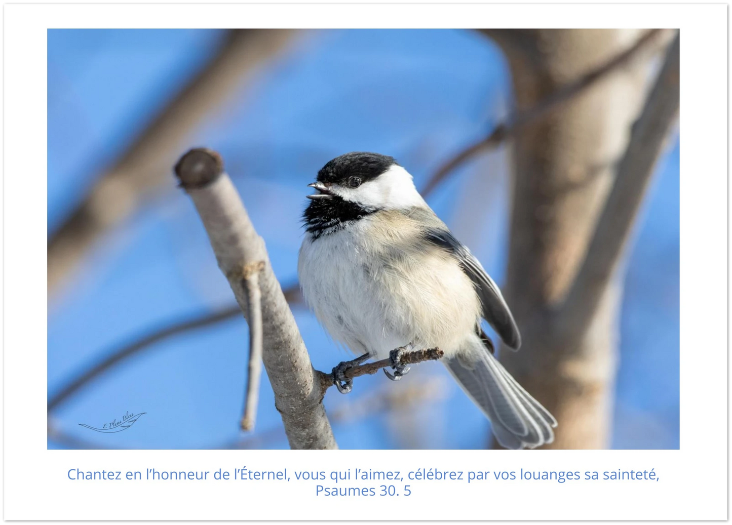 Mésange à tête noir / Psaumes 30. 5