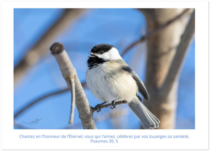 Mésange à tête noir / Psaumes 30. 5