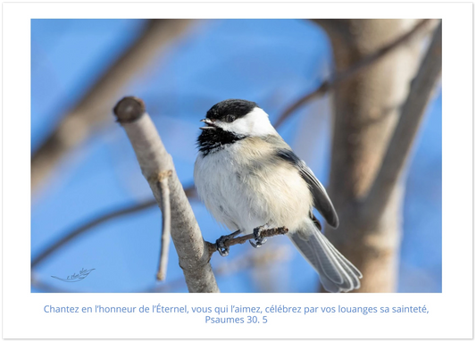 Mésange à tête noir / Psaumes 30. 5