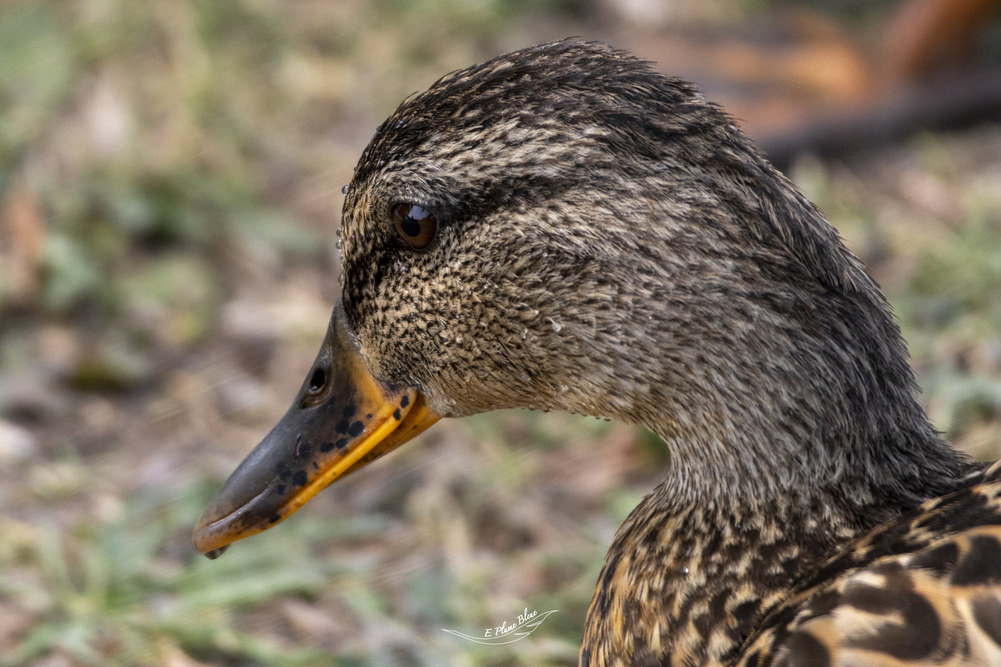Profil du Colvert juvénile