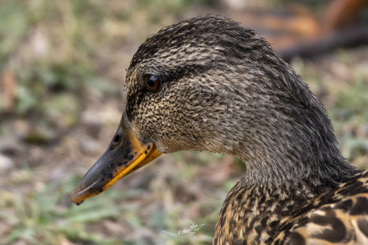 Profil du Colvert juvénile