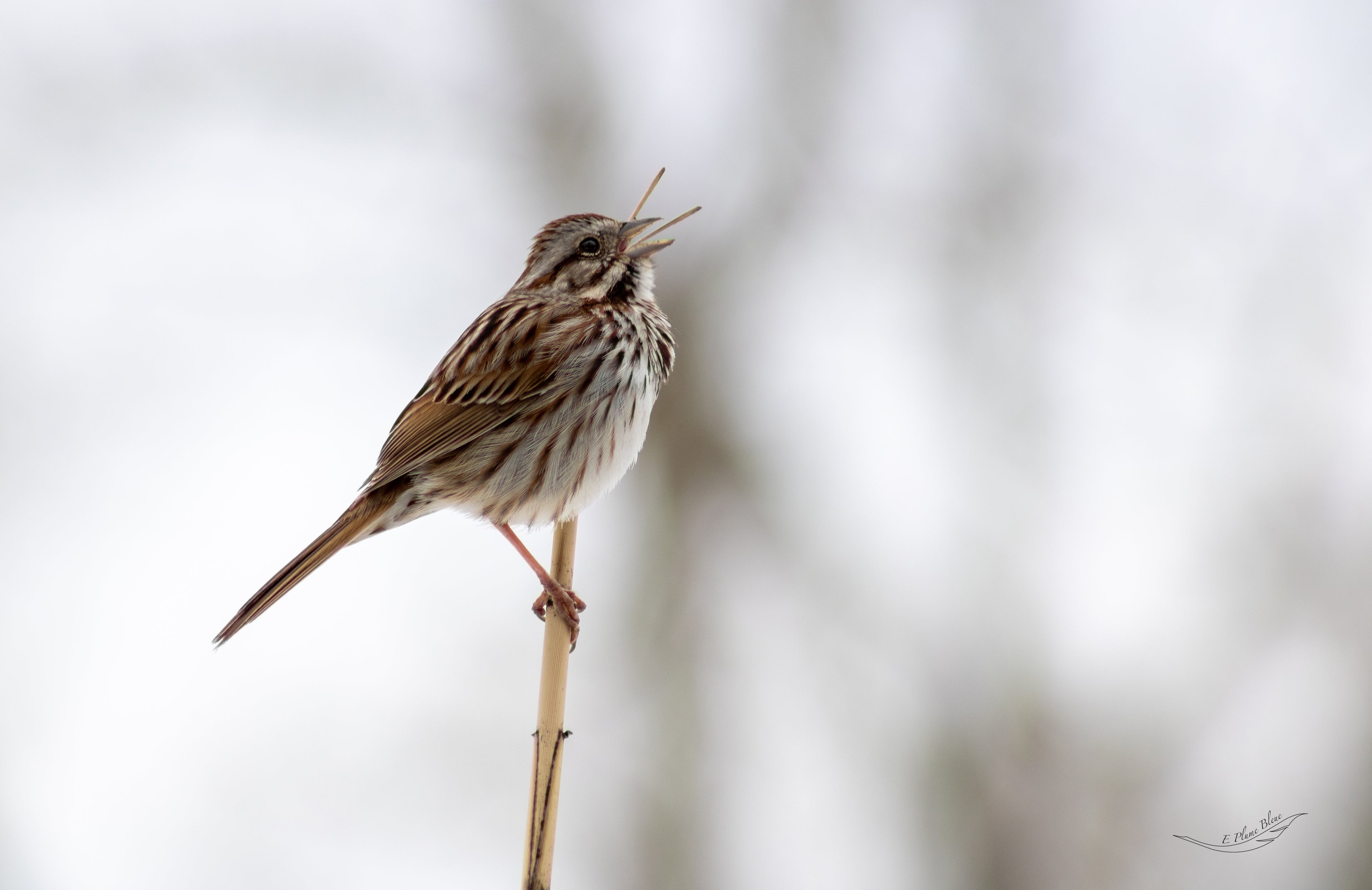 Bruant qui Chant