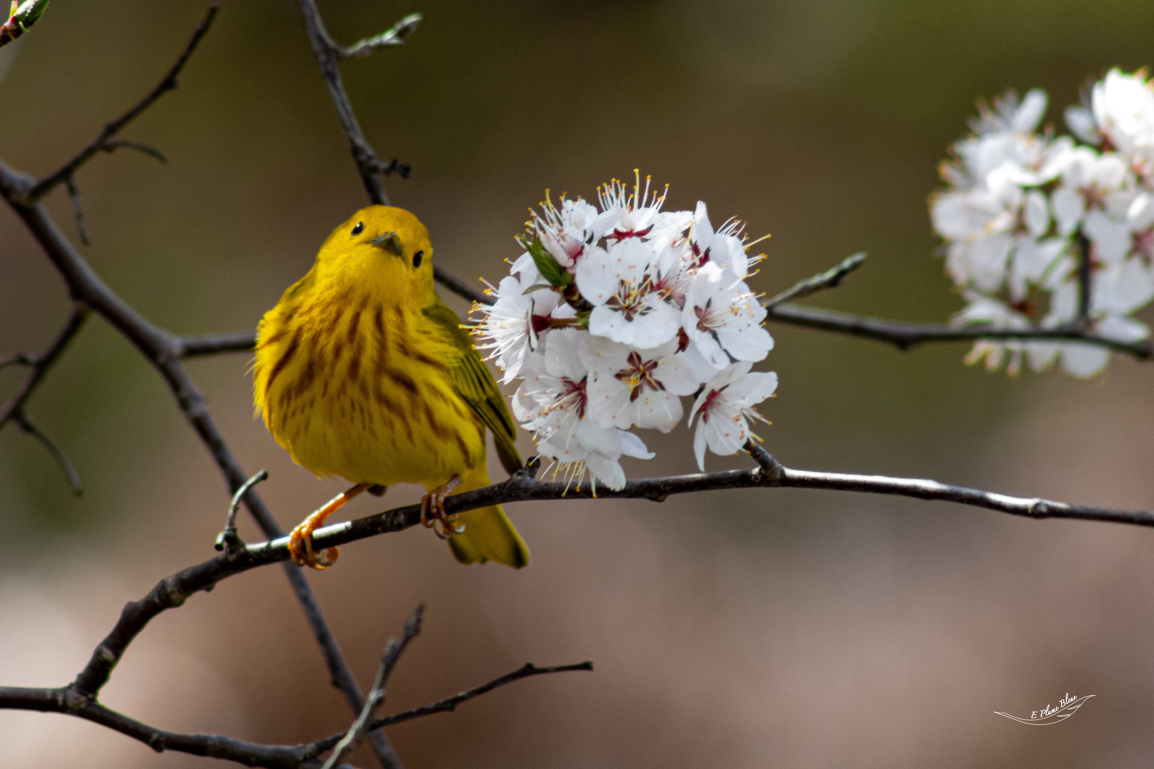 Paruline jaune