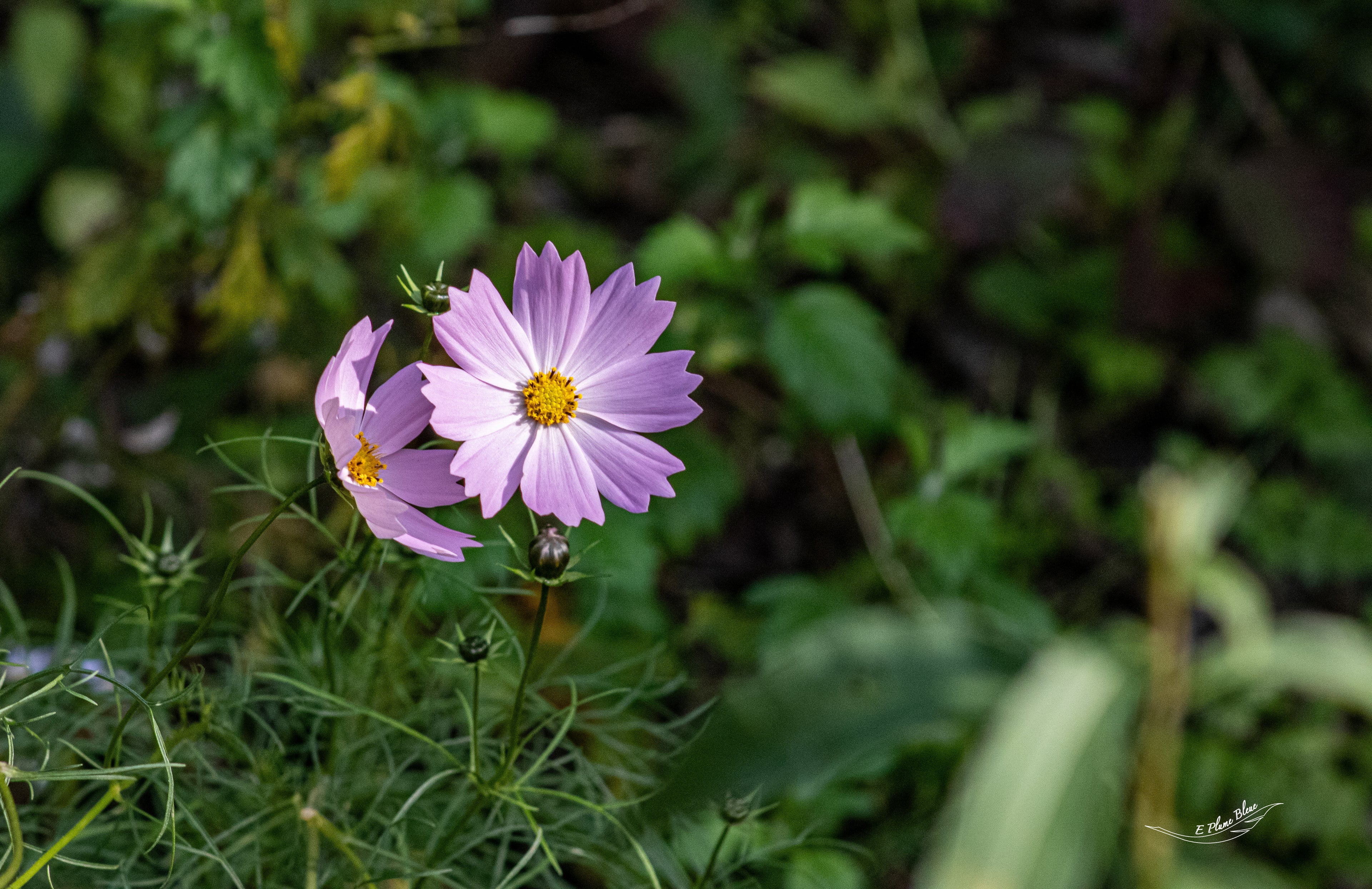 Photo fleur Sangha