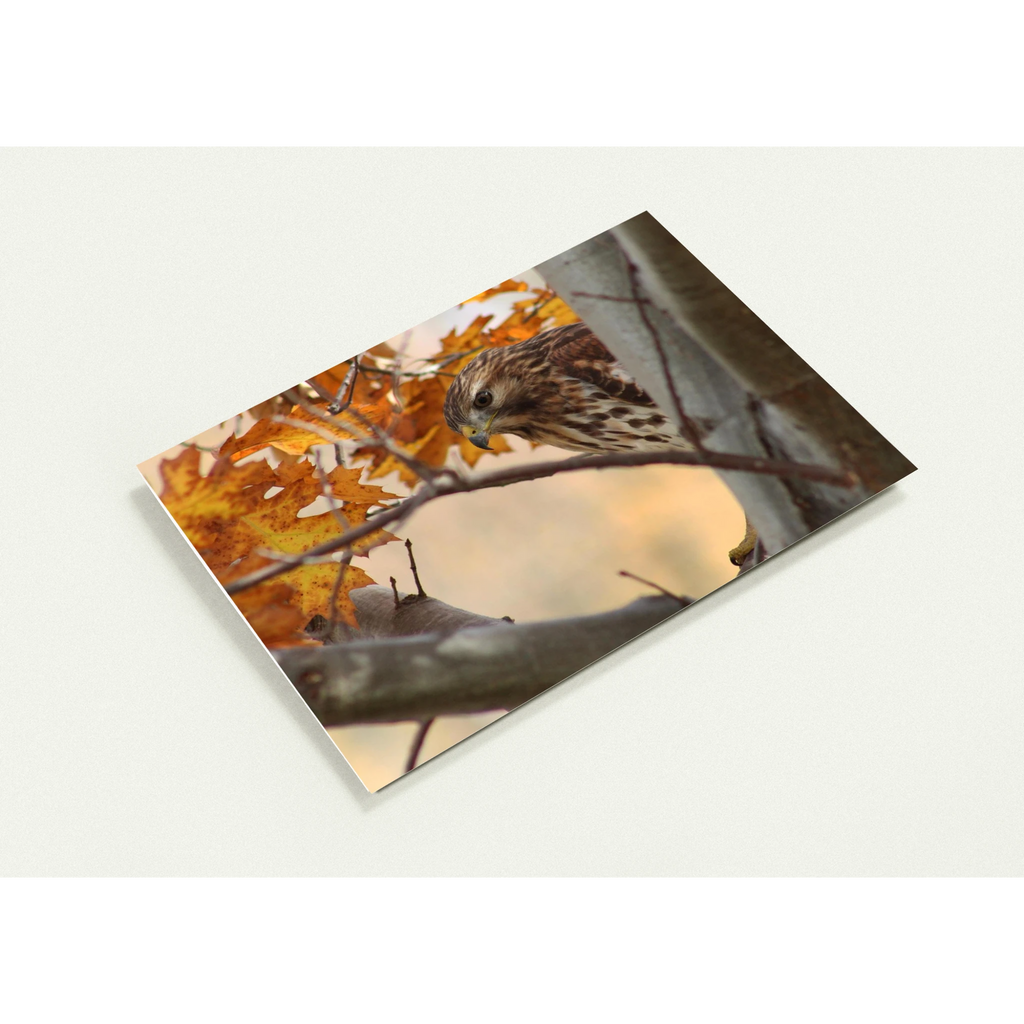 Profil-carte-Buse-timide
