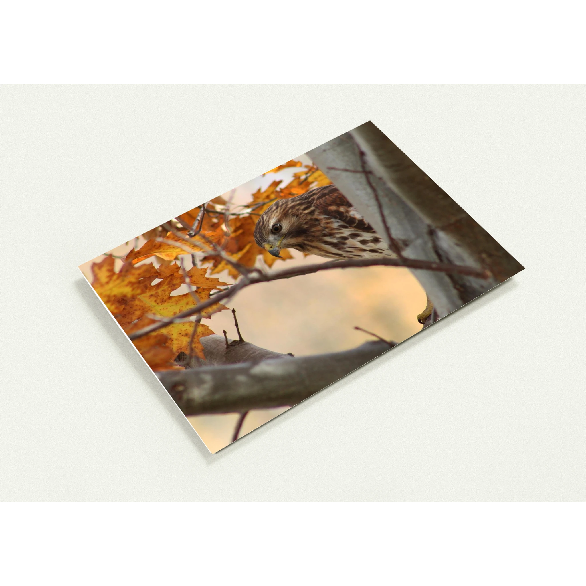 Profil-carte-Buse-timide