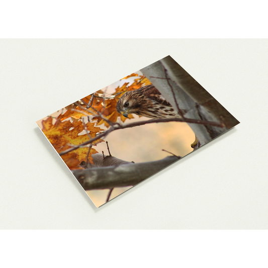 Profil-carte-Buse-timide